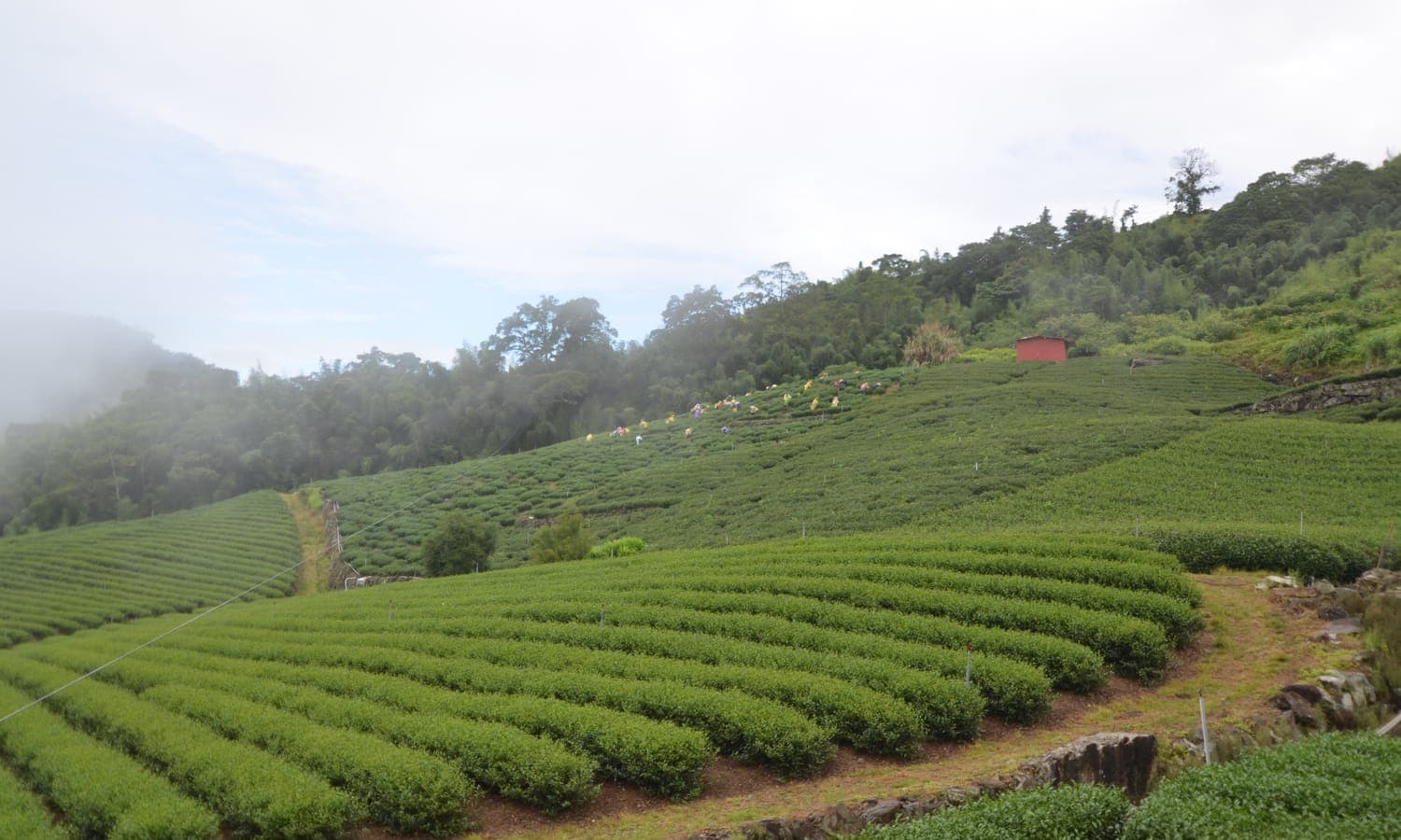 High-mountain tea garden above the cloud line