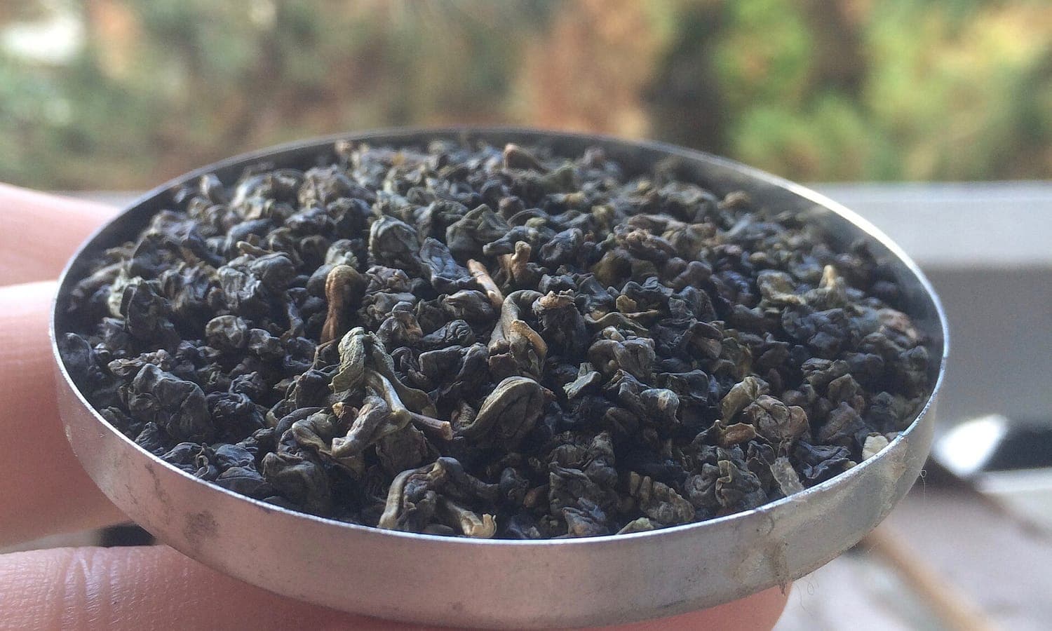 Traditionally charcoal-roasted Dong Ding oolong